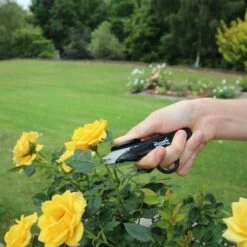 Wilkinson Sword Pruner & Deadhead Snip Twin Pack -Decor In Garden Store 1111307w