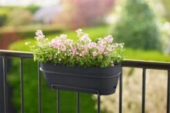 Elho Vibia Campana Trough Allin1 50cm Anthracite