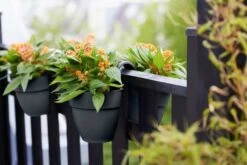 Elho Vibia Campana Flower Twin 21cm - Anthracite