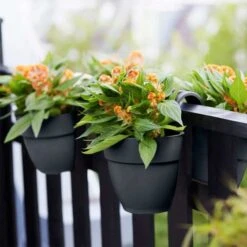 Elho Vibia Campana Flower Twin 21cm - Anthracite -Decor In Garden Store elho anthra 2