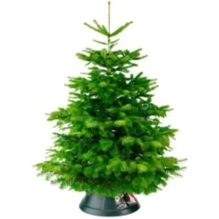 Elho Nordman 39cm Green/Anthracite Tree Stand 9 Elho Nordman 39cm Green/Anthracite Tree Stand -Decor In Garden Store elho nordman 39cm stand lifestyle