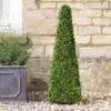 Topiary Boxwood Obelisk 90 Cm - Smart Garden -Decor In Garden Store faux ob