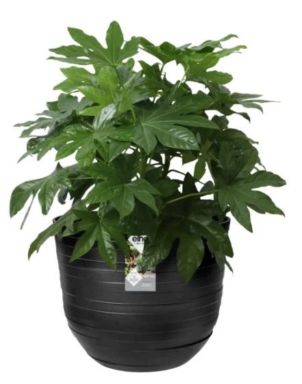 Elho Fuente Rings Round - Onyx Black 4 Elho Fuente Rings Round - Onyx Black - Image 2