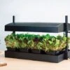 Worth Gardening Grow Light Garden Black -Decor In Garden Store g139b lifestyle 2