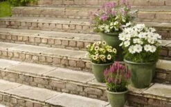 Apta Malay Glazed Planter 29cm