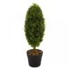 Uovo Topiary Tree 60 Cm - Smart Garden